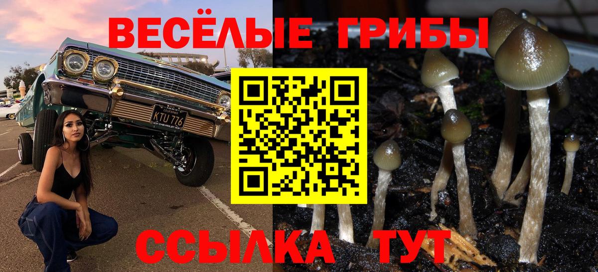 Псилоцибиновые грибы Psilocybe  Вход с VPN  Елец 